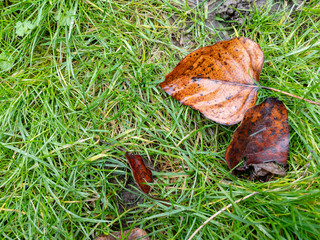 Full frame grass after rain with autumn leaves