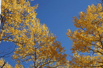 pine and autumn aspen , aspen, trees, aspen trees, landscape, autumn trees, fall