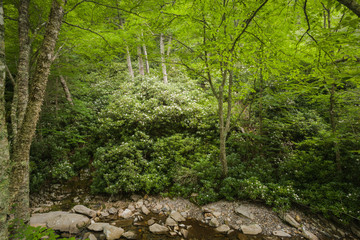 Rhododendron Blooming, Great Smoky Mountains