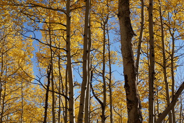 pine and autumn aspen , aspen, trees, aspen trees, landscape, autumn trees, fall