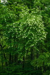 Fototapeta na wymiar Sourwood Tree in Bloom, Great Smoky Mountains