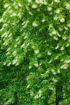 Sourwood Tree In Bloom, Great Smoky Mountains