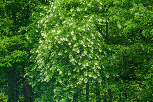 Sourwood Tree in Bloom, Great Smoky Mountains