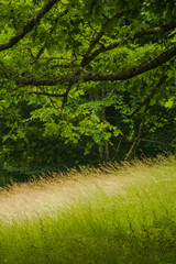 Summer Landscape, Blue Ridge Parkway