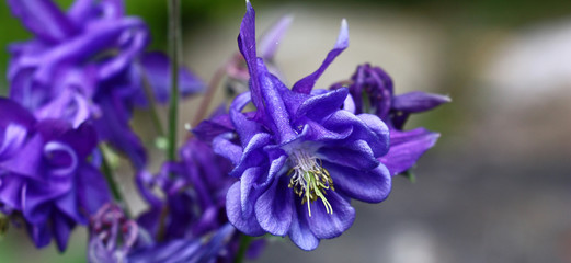 Flower of an original form with dark blue petals among other aquilegia flowers on a green and grey background.
