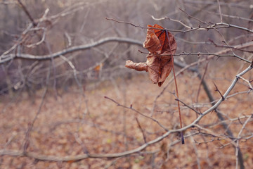 Autumn landscape. A dry leaf hangs on dry branches.