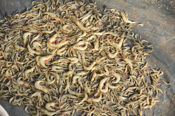 Crevettes au marché de Cochin, Inde du Sud