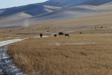 Fototapeta premium Cows