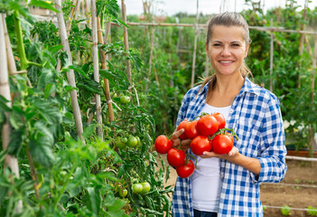 Girl farmer harvesting tomatoes in the garden