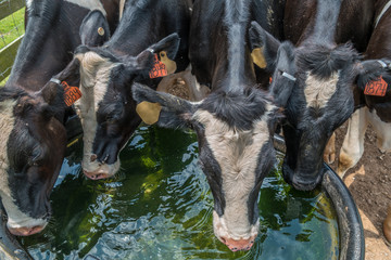 Cows drinking water