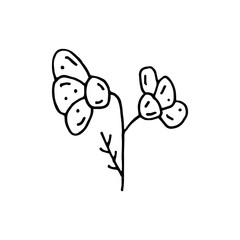 Flower vector doodle illustration. Herbs. Natural ingredient. Sticker, icon.