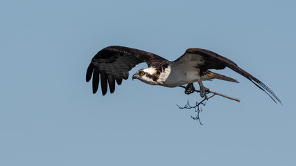 An Osprey in flight with nesting material.