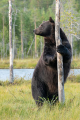Beautiful and majestic big European Brown Bear (Ursus arctos arctos) stands against a tree for lake in the evening light. Dangerous animal in nature taiga forest and meadow habitat of Kuhmo, Finland. 