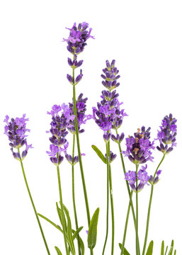 Flowers  of violet lavender, isolated on white background
