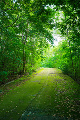 Obraz premium Green mos many on the road