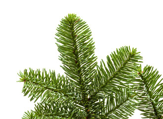 branch of noble fir