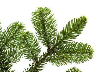 branch of noble fir