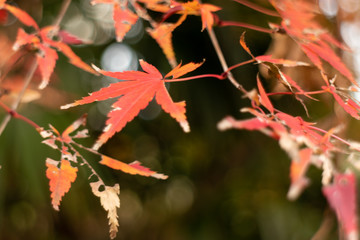 日本の紅葉