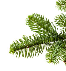 Naklejka premium branch of noble fir