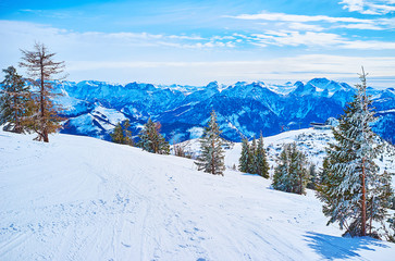 The piste among the spruces, Feuerkogel Mountain plateau, Ebensee, Salzkammergut, Austria