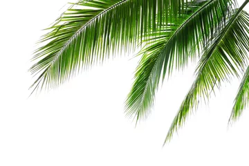 Fototapeten Tropische Kokospalmenblätter am Strand einzeln auf weißem Hintergrund, grüne Palmwedel für den Sommer und tropische Naturkonzepte. © Chansom Pantip