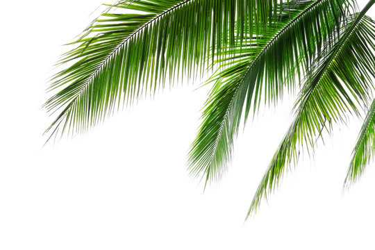 Tropical beach coconut palm tree leaves isolated on white background, green palm fronds layout for summer and tropical nature concepts.