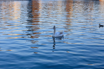white swans in the water / wild beautiful birds, swans in nature