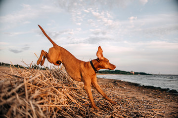 happy vizsla dog in a collar jumping on a beach