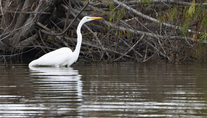 White Egrets in Cross Creek Ranch Texas