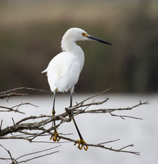 White Egrets in Cross Creek Ranch Texas