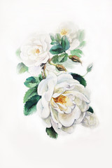 Obraz na płótnie Canvas White rose in bloom watercolor painting