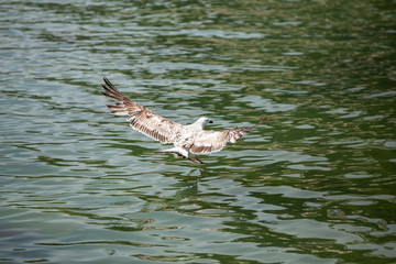 Beautiful seaside view of flying seagull over the sea