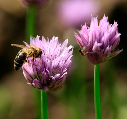 bee on flower