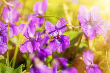 Beautiful blooming violets odorata in the rays of light. The first spring flowers. Natural background with sun flare.