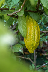 Cocoa bean ripe in tree in jungle before harvest