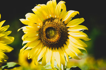 Fototapeta premium close up view of sunflower flowers in the field . Bright sunflower in sunset light, close-up, selective focus