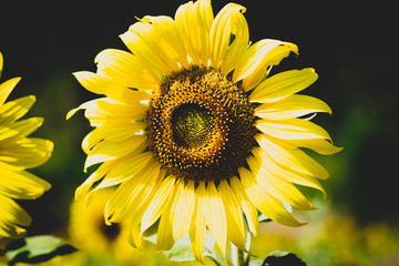 close up view of sunflower flowers in the field . Bright sunflower in sunset light, close-up, selective focus