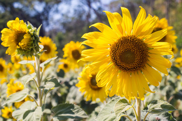close up view of sunflower flowers in the field . Bright sunflower in sunset light, close-up, selective focus