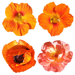 Set of poppies, roses and nasturtium isolated on white background