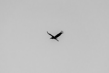 Silhouette of a Marabou stork in flight, Uganda, East Africa