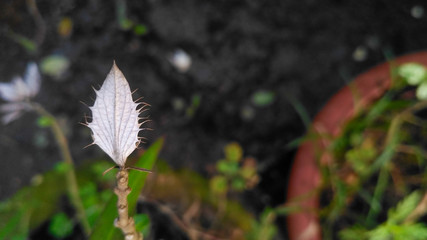 Sharp leaf plant in garden