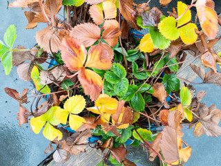 Close up of strawberry plant with orange and yellow leaves