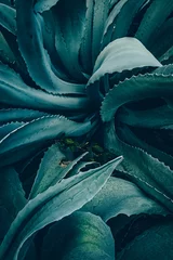 Abwaschbare Fototapete Kaktus abstrakte Agave hautnah