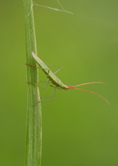 Eine zarte grüne Weichwanze, Trigonotylus caelestialum, mit roten Fühlern sitzt an einem Grashalm, Hintergrund grün
