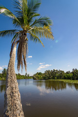 palm trees on the beach