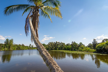 palm trees on the beach
