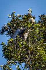pelican on tree