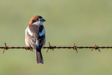 Woodchat Shrike Perched