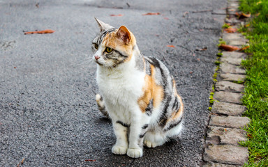 Beautiful multicolored cat sitting on pavement.