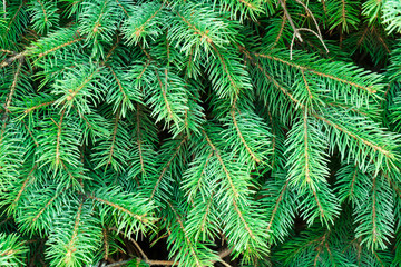 Beautiful spiky green spruce branches as background